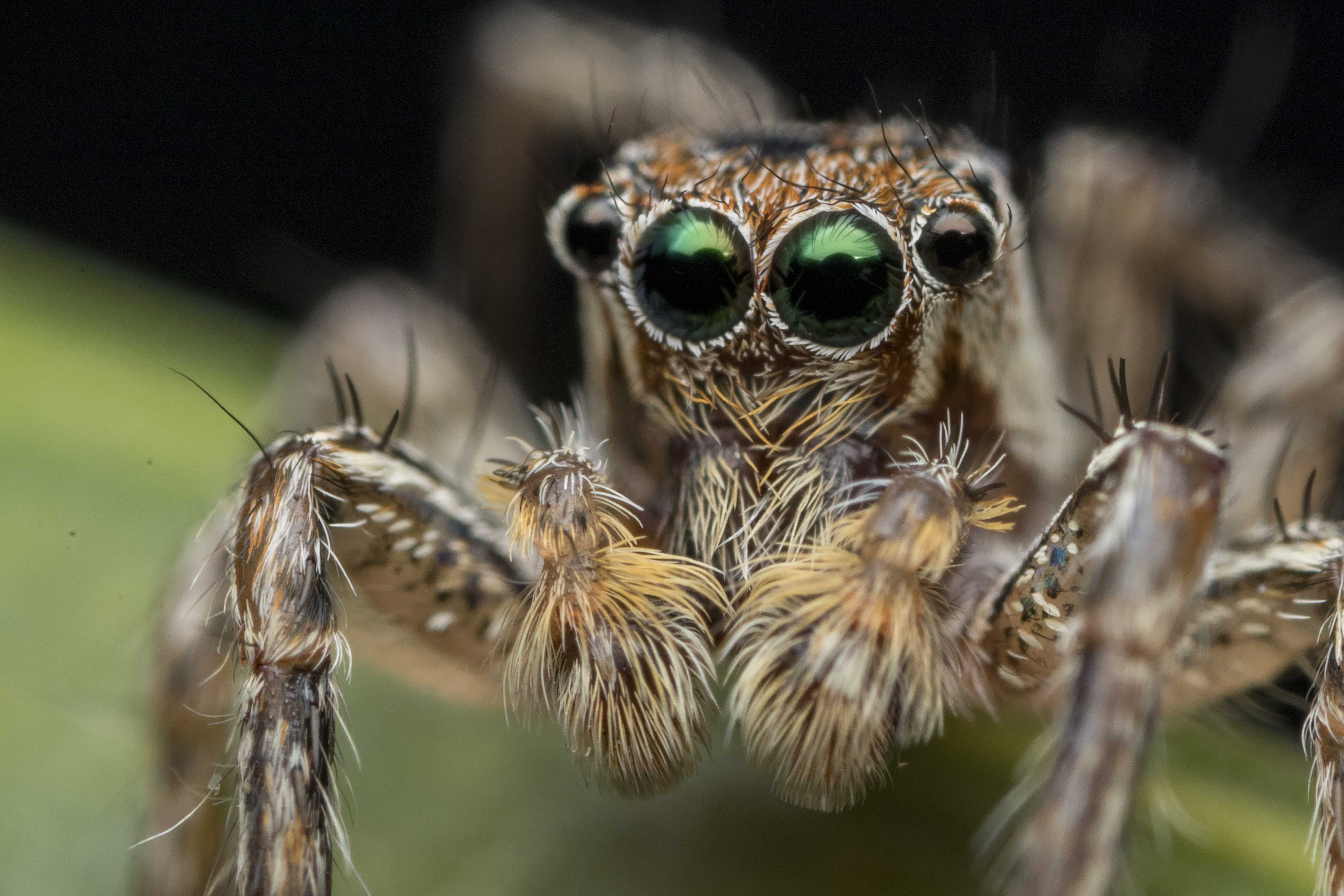 Canon MP-E 65mm 1-5x Macro Lens Review – Lenz Lim Photography