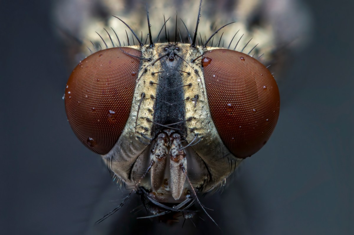Canon MP-E 65mm 1-5x Macro Lens Review – Lenz Lim Photography